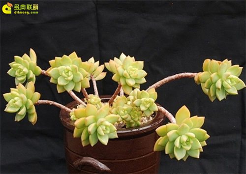 【星空综合】《无限挑战》歌谣祭音源有望8月中旬或8月末公开(图1) 星空综合